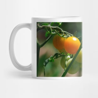 Orange Tomatoes Ripening on the Vine Mug